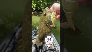 SWIMBAIT MAGIC  6th Sense Trace Slow Sink  smallmouth glidebait [upl. by Matilde717]