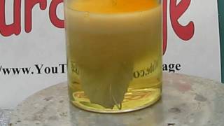 Make Silver Nitrate From Silver and Nitric Acid [upl. by Nnyllatsyrc697]