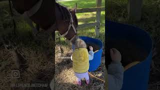 Astella amp Iman toddler arabianhorse horselove horse cute horses horselife toddlerlife [upl. by Yelkreb630]