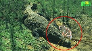 7 Largest Crocodiles Ever Recorded [upl. by Imotas737]