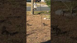 dunedin dunedinflorida nature naturelovers birdfeeder florida floridawildlife [upl. by Syverson]