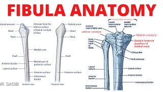 Fibula Anatomy [upl. by Suivatnod]