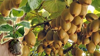 How to Grow Prune And Harvesting Kiwifruit  Gardening Tips [upl. by Ekez]