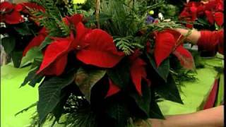 How to Dress up your Poinsettia [upl. by Mozza]