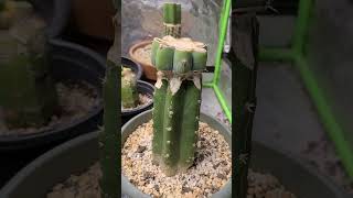 My indoor Variagated Trichocereus collection Beautiful Cacti [upl. by Eugor]