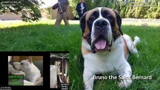 Giant Dog Aggression  Bruno the Saint Bernard  Severe Dog and Leash Aggression  175 lbs [upl. by Amees573]