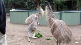 Kangaroo vs Emu FIGHT [upl. by Dlaniger]