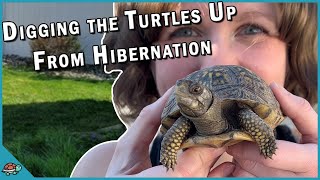 Digging the Turtles Up From Hibernation [upl. by Natsirc]