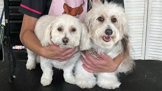 Maci amp Buddy  Coton De Tulear amp Doxiepoo Dog Grooming [upl. by Kliber266]