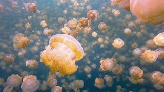 My Surreal Swim With Millions of Jellyfish Jellyfish Lake Palau [upl. by Yellas]