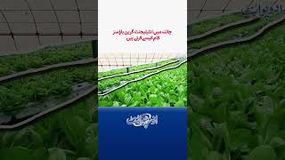 China Mein Intelligent Greenhouses Kaise Kam Karte Hai Less Irrigation  More Crops [upl. by Rolandson]