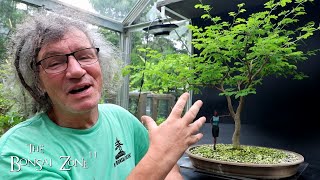 Pruning My Brazilian Rain Tree and Updates The Bonsai Zone June 2024 [upl. by Thadeus]