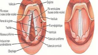 ORL Anatomie du larynx et du pharynx [upl. by Fraze]