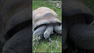 Quick Aldabra Giant Tortoise Facts  The Unending Mountain of the Seychelles  Animal a Day shorts [upl. by Annaear]