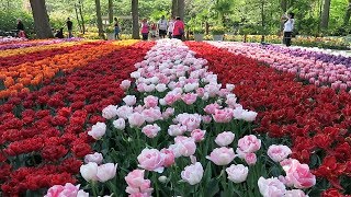 Keukenhof 2019  In the evening [upl. by Bunde]