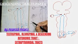 Descending Tracts  Tectospinal  Olivospinal amp Descending Autonomic Tracts  Extrapyramidal Tracts [upl. by Nehpets]