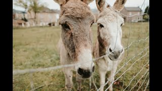 Hele dag dieren verzorgen🌿 Leven in een dierenopvang😍 [upl. by Nika661]