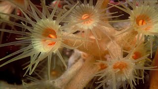 Phylum Cnidaria Part 5 Class Anthozoa [upl. by Lehcnom]