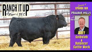 This Is Why Gelbvieh Balancer amp Red Angus Cattle Work [upl. by Blackmun]