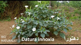 Datura innoxiaThorn apple prickly burr دھتورا uses medicinal ornamentalplant harmfull [upl. by Corkhill]