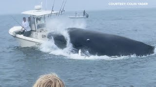 Whale capsizes boat fishing in Portsmouth Harbor off the New Hampshire coast [upl. by Jedediah]