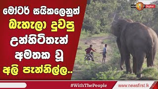 🔺මෝටර් සයිකලෙනුත් බැහැලා දුවපු උන්හිටිතැන් අමතක වූ අලි පැන්නිල්ල [upl. by Angelico]