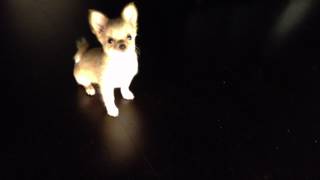 Chihuahua Puppy Barking [upl. by Noreh]