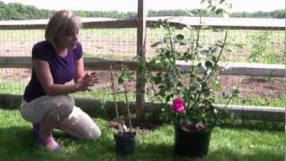 How to Grow and Care for Clematis  StepByStep Gardening [upl. by Gavette]