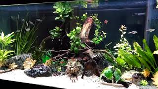 Lush aquarium with Glowlight rasbora Trigonostigma hengeli [upl. by Atal]