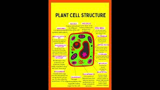 Structure and Functions of Plant cell organellesplant cell structure plantcell shorts [upl. by Silvia503]