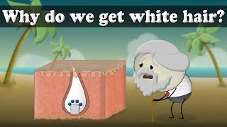 Why do we get white hair  aumsum kids science education children [upl. by Hgielar]