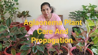 Aglaonema Plant Care And Propagation [upl. by Buonomo]