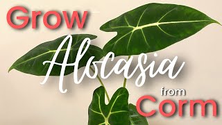 How To Grow ALOCASIA from bulbs CORMS [upl. by Byran]