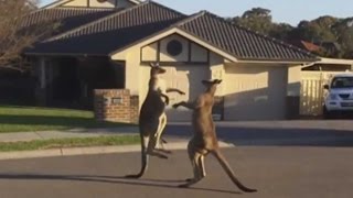 Kangaroo Street Fight In Australia  TODAY [upl. by Atiuqehs]