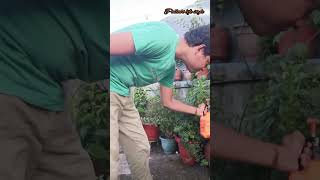 ll🌱plant insert killer ll trending viralvideo gardenyoutubevideo trending [upl. by Ytsud]