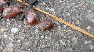 September 16 2024 American persimmon Diospyros virginiana seeds in animal poop [upl. by Atilrep]