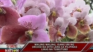 SONA Walingwaling isang uri ng orchid na dito lang sa Pilipinas likas na tumutubo [upl. by Sari]