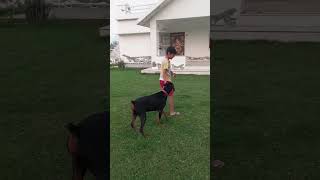 Doberman managed to snatch it from the kid finally 1🐶 shorts short dogshorts doberman ytshorts [upl. by Sid]