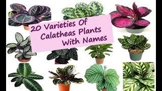 20 Varieties of Calatheas Plants with names  Different types of Prayer Plant  Calathea [upl. by Hanikehs]