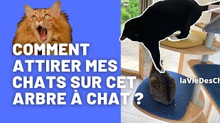 COMMENT ATTIRER VOTRE CHAT SUR UN ARBRE À CHAT  Ou sur nimporte quel objet nouveau  😺😃😃 [upl. by Alix]