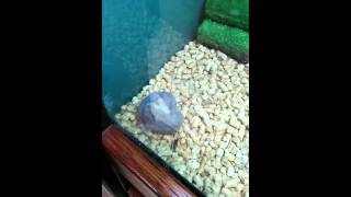 DWARF HAMSTERS KILL EACHOTHER [upl. by Adabelle345]