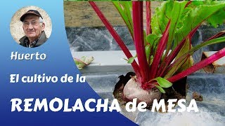 𝗥𝗘𝗠𝗢𝗟𝗔𝗖𝗛𝗔 El cultivo completo de la remolacha de mesa Guía fácil [upl. by Aikat375]