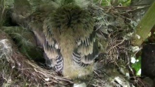 Vogelnest im Kastanienbaum bei Biewerland [upl. by Lalitta]