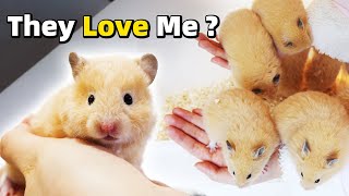 How Friendly Are My Hamster Babies [upl. by Kawai]