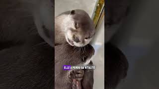 La loutre et son gardien  Une touchante réunion shorts animaux loutre [upl. by Arobed27]