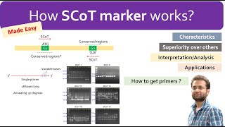 What are SCoT markers How they work how to use and interpret results [upl. by Pals]