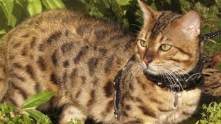 Ligers Hybrid Cats Are Popular Controversial Pet [upl. by Lossa505]