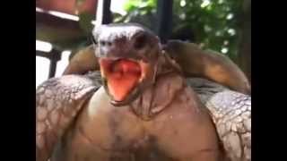 Extreme Animals Making Hilarious Funny Noises [upl. by Ylrebma]