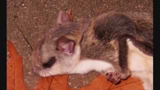 The Beautiful BushyTailed Woodrat or Packrat Or Flying Squirrel [upl. by Rumney]