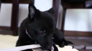 HD Schipperke スキッパーキ クー 初めての首輪 [upl. by Gary]